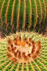 Cactus plants in the nursery