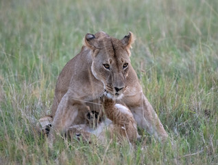 lioness and cub playing