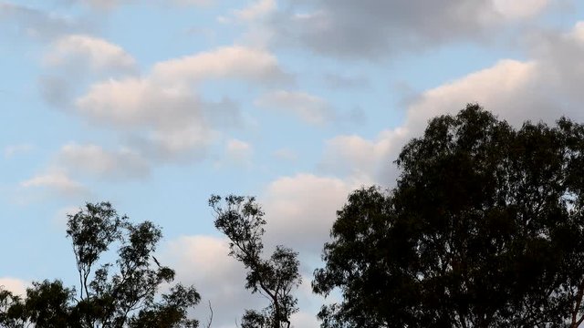 Chimango caracaras (Milvago chimango) fly over eucalyptus trees against a cloudy sky a dusk.