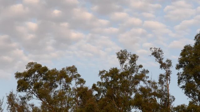 Chimango caracaras (Milvago chimango) fly over eucalyptus trees against a cloudy sky a dusk.