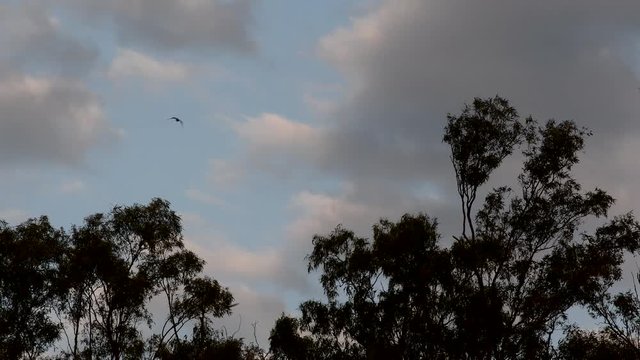 Chimango caracaras (Milvago chimango) fly over eucalyptus trees against a cloudy sky a dusk.