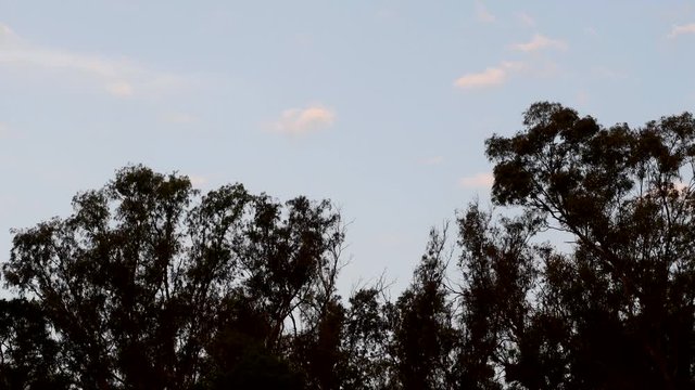 Chimango caracaras (Milvago chimango) fly over eucalyptus trees against a cloudy sky a dusk.