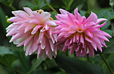 Obraz premium pink white flower with water drops of morning dew