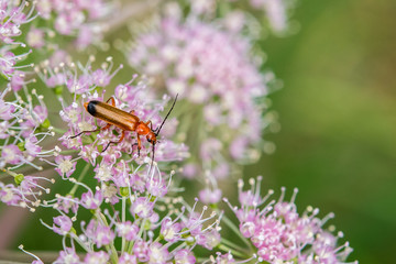 roter Käfer auf rosa Blüte