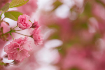 Sakura or Japanese cherry (Prunus serrulata) flowers close up, blurred background with beautiful bokeh. Cherry tree branch blossoming in pink colour. Pink cherry blossom sakura. Pink cherry blossom. 