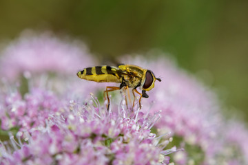 Makroaufnahme einer Biene auf rosa Blüte