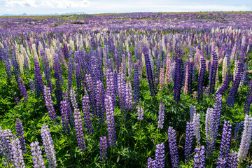 Fototapeta na wymiar New Zealand Lavender Field