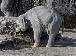 Fototapeta premium Young asian elephant in its enclosure. Latin name - Elephas maximus 