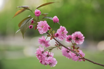 Sakura or Japanese cherry (Prunus serrulata) flowers close up, blurred background with beautiful bokeh. Cherry tree branch blossoming in pink colour. Pink cherry blossom sakura. Pink cherry blossom. 