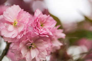Sakura or Japanese cherry (Prunus serrulata) flowers close up, blurred background with beautiful bokeh. Cherry tree branch blossoming in pink colour. Pink cherry blossom sakura. Pink cherry blossom. 