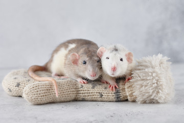 Lovely rat couple on winter mittens