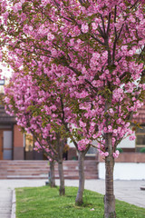 Sakura or Japanese cherry (Prunus serrulata) flowers close up, blurred background with beautiful bokeh. Cherry tree branch blossoming in pink colour. Pink cherry blossom sakura. Pink cherry blossom. 