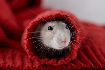 Rat portrait, close up view