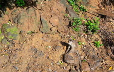 Long-tailed monkey macaca fascicularis in the rocky landscape