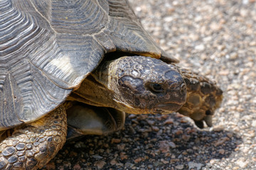 Obraz premium Sardinian Marginated Tortoise (Testudo marginata)