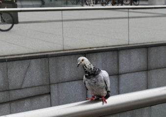 A white and gray Pigeon in Paris