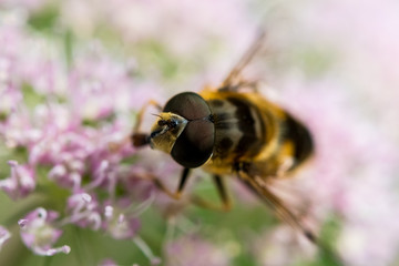 Makroaufnahme einer Biene auf rosa Blüte