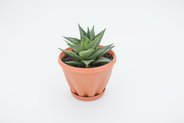 potted plant on a white background. home flower on a white background.