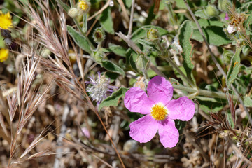Cretan Rock Rose (Cistus creticus L.)