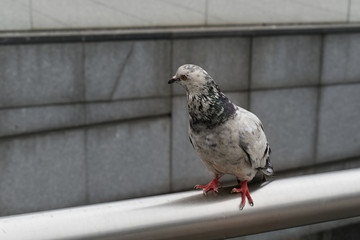 pigeon on the street in Paris