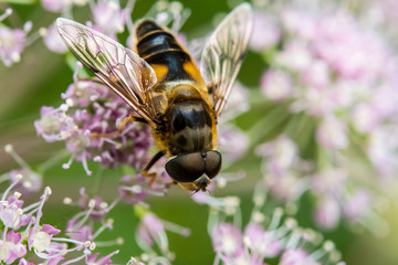 Makroaufnahme einer Biene auf rosa Blüte