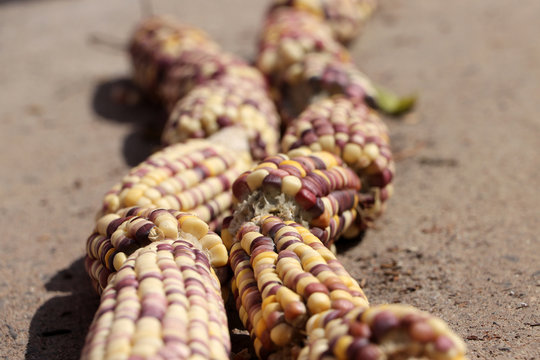 Kentucky rainbow dent corn arranged in a row.