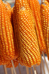 raw dry sweet corn pod, it is a cereal plant that yields large grains, set in rows on a cob.