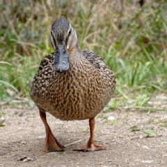 Female Mallard