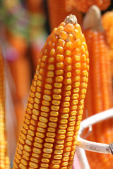 raw dry sweet corn pod, it is a cereal plant that yields large grains, set in rows on a cob.