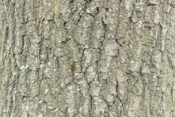 Of poplar bark close up in cloudy weather