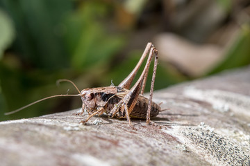 Heimchen Grille auf einem Baum