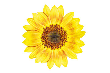 Naklejka premium Sunflower isolated on a white background. with clipping path.