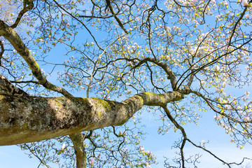 Magnolia Tree Flowering