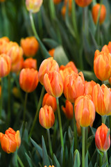 Fresh orange tulip in the garden