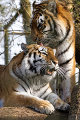 Obraz premium Siberian Tiger (Panthera tigris altaica)