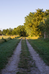 a path in the grass