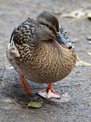 mallard duck on white background