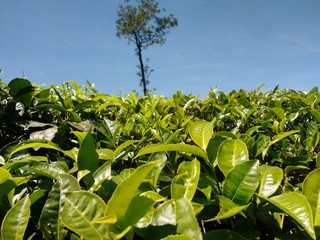 Fresh Coffee plants in south Indian hill in fresh early morining
