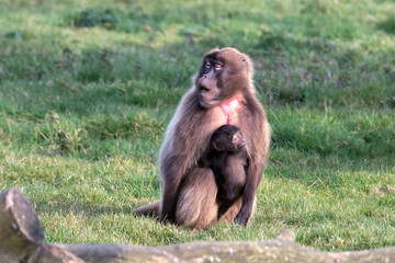 Gelada Baboon (Theropithecus gelada)