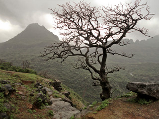 Lonely tree without leaves over the mountain