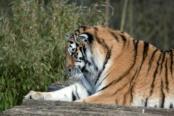 Siberian Tiger (Panthera tigris altaica)