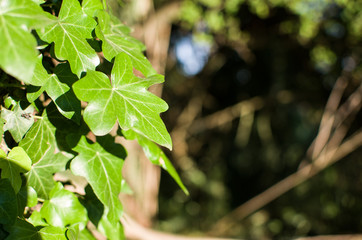 background of green leaves of bindweed