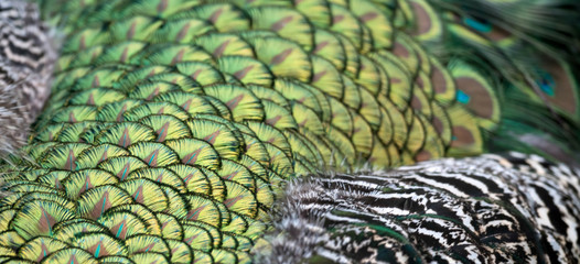 Peacock (Pavo cristatus)