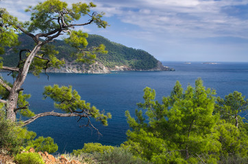 Mountain vegetation on the Mediterranean coast