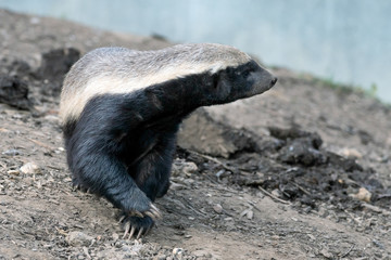 Honey Badger (Mellivora capensis)
