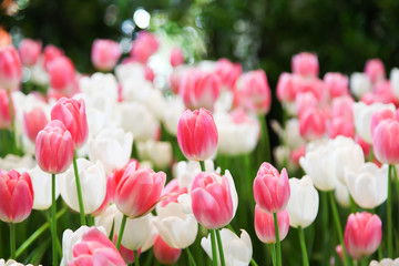 Fototapeta premium Fresh beautiful pink and white tulip flower