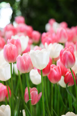 Fresh beautiful pink and white tulip flower