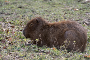 Capybara (Hydrochoerus hydrochaeris)