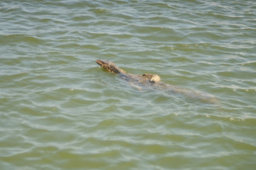 Obraz premium Komodo dragon (Varanus salvator) swimming in natural habitat.