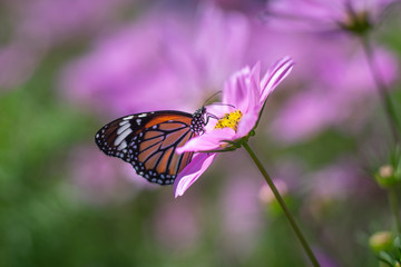 Butterfly (The Common Tiger) perching over purple flowers as wildlife background